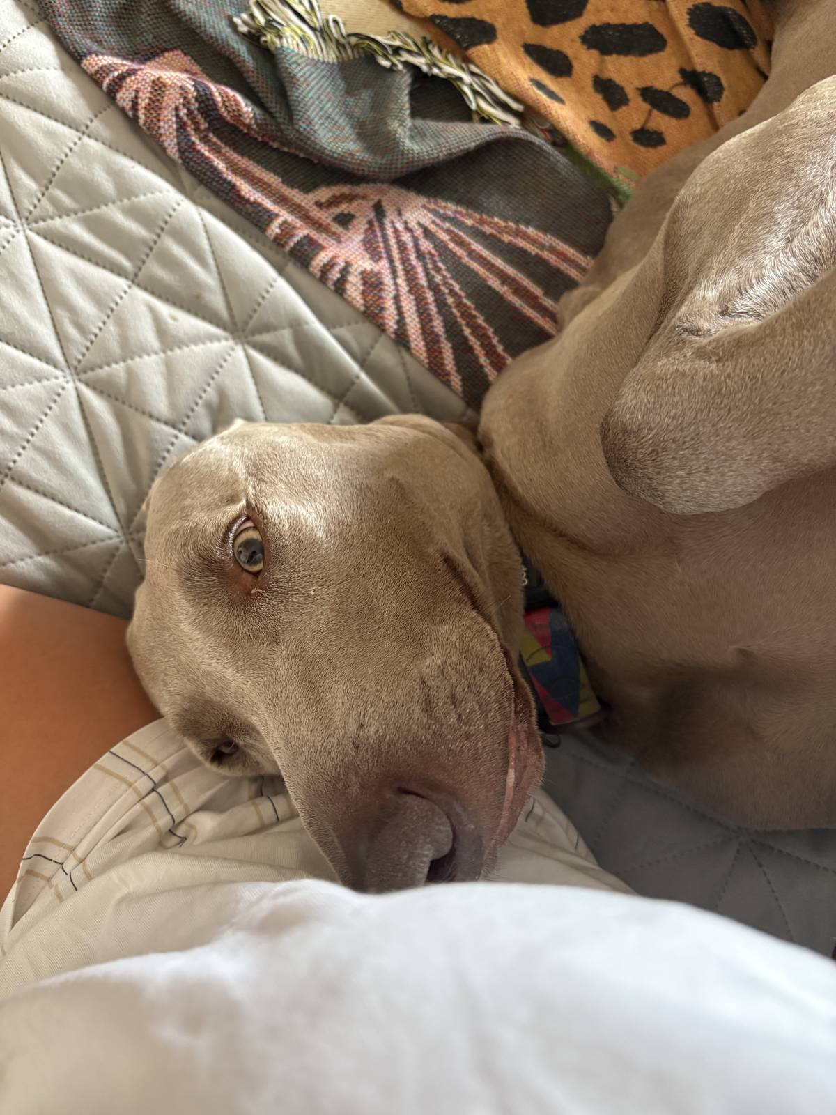 Mia - Cascais - Cuidar tus perros