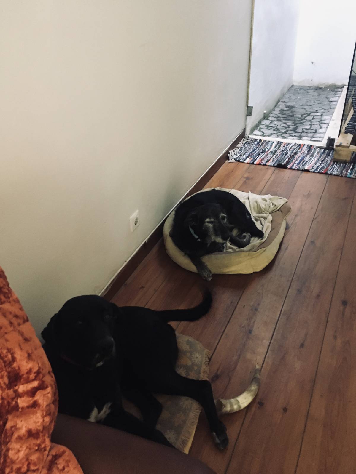 Will Melo - Cascais - Cuidado y peluquería para mascotas