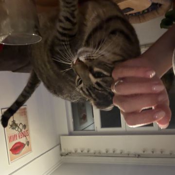 Mia - Cascais - Cuidados y paseos de mascotas