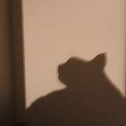 Francisca Aguiar - Aveiro - Pet Boarding and Daycare