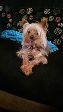 Hotel para Cães