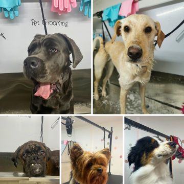 A Creche - Lisboa - Hundepension