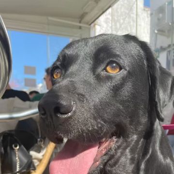 Beatriz Conceição - Vila Franca de Xira - Cuidados para Animais de Estimação