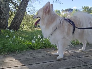 Dog Hotel