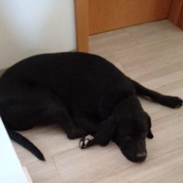 Cristina - Moita - Banhos e Tosquias para Animais