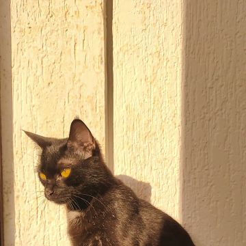 Francisca Aguiar - Aveiro - Hotel for Cats
