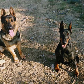 Martinsk9 - Moita - Treino de Cães