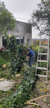 Botanika - Aveiro - Cortar y podar el césped