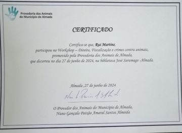 Martinsk9 - Moita - Treino de Cães - Aulas