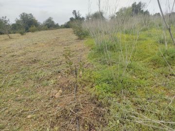 Telhados e Coberturas - Augusta Sousa Rodrigues - Tavira