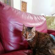 Filipa Nobre Baptista - Cascais - Pet Sitting