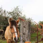Francisca Aguiar - Aveiro - Pet Sitting and Walking