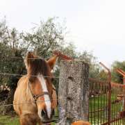 Francisca Aguiar - Viseu - Dog Sitting