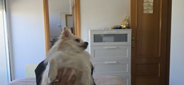 Dog Hotel