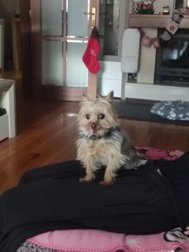 Hotel para Cães