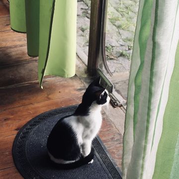 Will Melo - Cascais - Paseador de perros