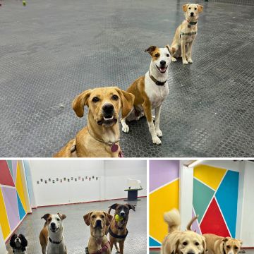 A Creche - Lisboa - Hundetraining - Privatunterricht