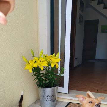 Francisca Aguiar - Aveiro - Cat Sitting