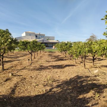 A.S. prestadores de serviços agrícolas - Tavira - Remoção de Tronco de Árvore
