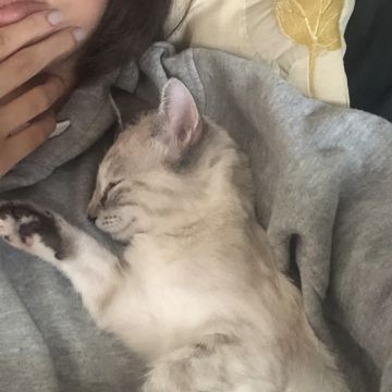 Ana Rita Vasconcelos - Coimbra - Katzensitter
