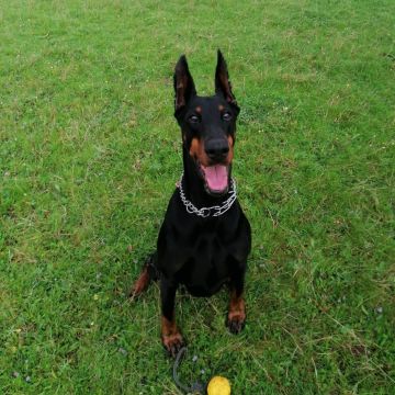 Martinsk9 - Moita - Treino de Cães