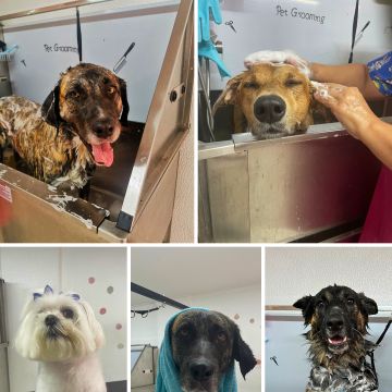 A Creche - Lisboa - Hundetagesstätte (Hundesitter)