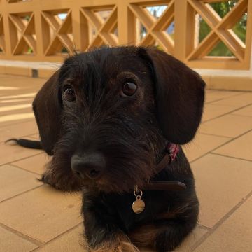 Beatriz Conceição - Vila Franca de Xira - Dog Walking