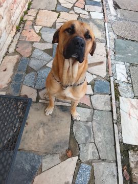 Hospedaje de perros