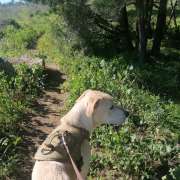 Filipa Nobre Baptista - Cascais - Dog Walking