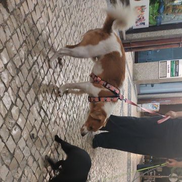 Francisca Aguiar - Aveiro - Baths and Grooming for Animals