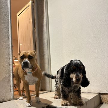 Mia - Cascais - Paseador de perros