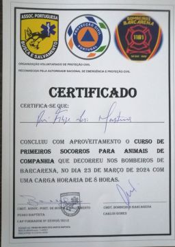 Martinsk9 - Moita - Treino de Cães - Aulas