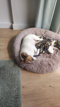 Hotel para Cães