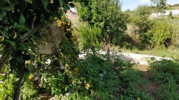 Gardening - Lawncare