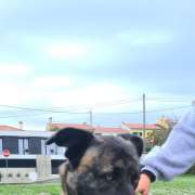 Filipa Nobre Baptista - Cascais - Creche para Cães