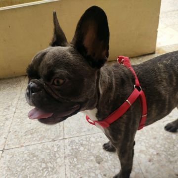 Priscila Welte - Braga - Dog Daycare