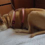 Cristina - Moita - Cat Sitting
