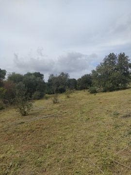 A.S. prestadores de serviços agrícolas - Tavira - Eliminación de arbustos