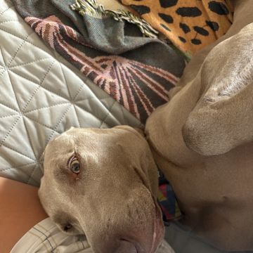 Mia - Cascais - Cuidar tus perros