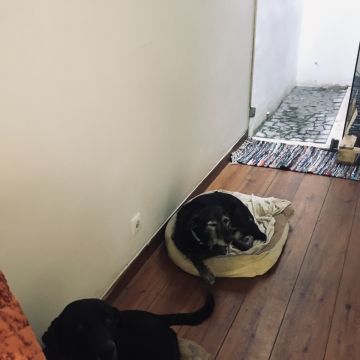 Will Melo - Cascais - Cuidado y peluquería para mascotas